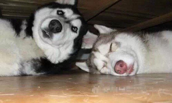 【搞笑篇与交互无关】哈士奇究竟是怎样的“神犬”？