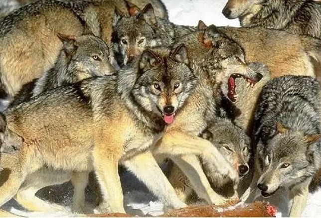 【搞笑篇与交互无关】哈士奇究竟是怎样的“神犬”？