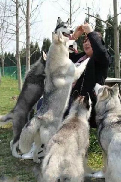 【搞笑篇与交互无关】哈士奇究竟是怎样的“神犬”？