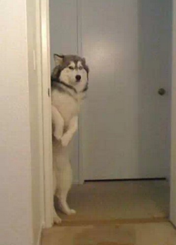 【搞笑篇与交互无关】哈士奇究竟是怎样的“神犬”？