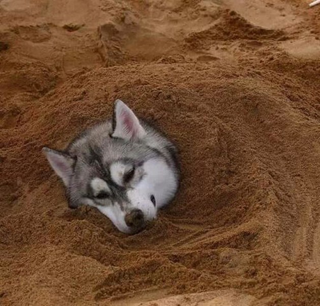【搞笑篇与交互无关】哈士奇究竟是怎样的“神犬”？