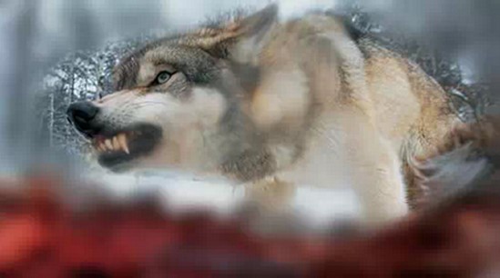 【搞笑篇与交互无关】哈士奇究竟是怎样的“神犬”？