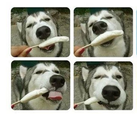 【搞笑篇与交互无关】哈士奇究竟是怎样的“神犬”？