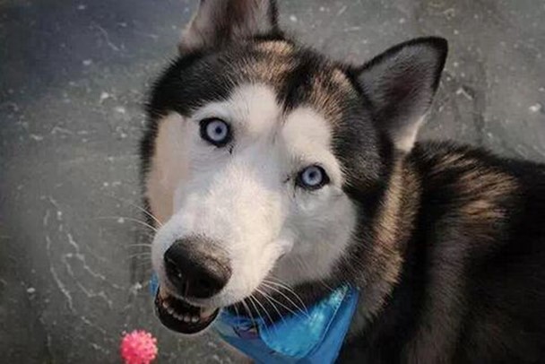 【搞笑篇与交互无关】哈士奇究竟是怎样的“神犬”？