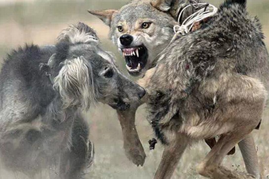 【搞笑篇与交互无关】哈士奇究竟是怎样的“神犬”？