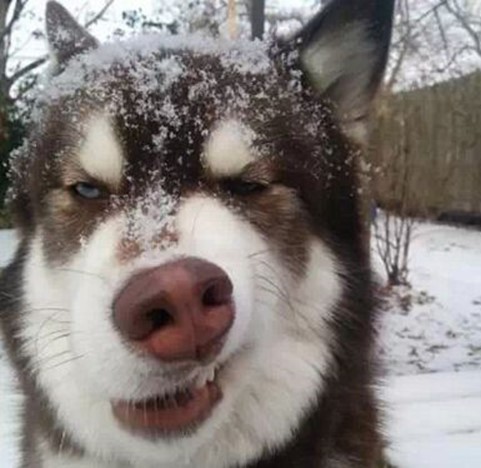 【搞笑篇与交互无关】哈士奇究竟是怎样的“神犬”？