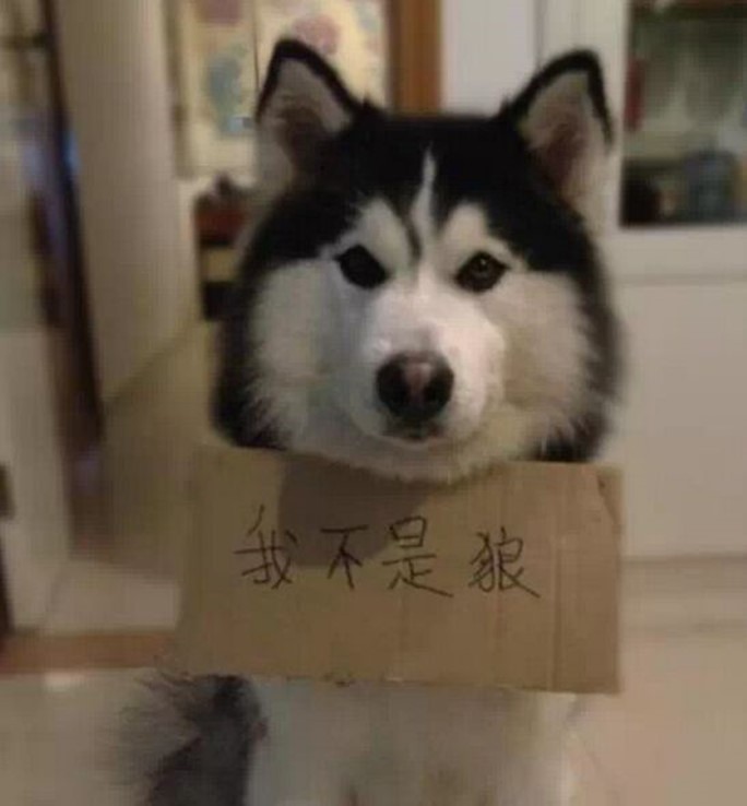 【搞笑篇与交互无关】哈士奇究竟是怎样的“神犬”？
