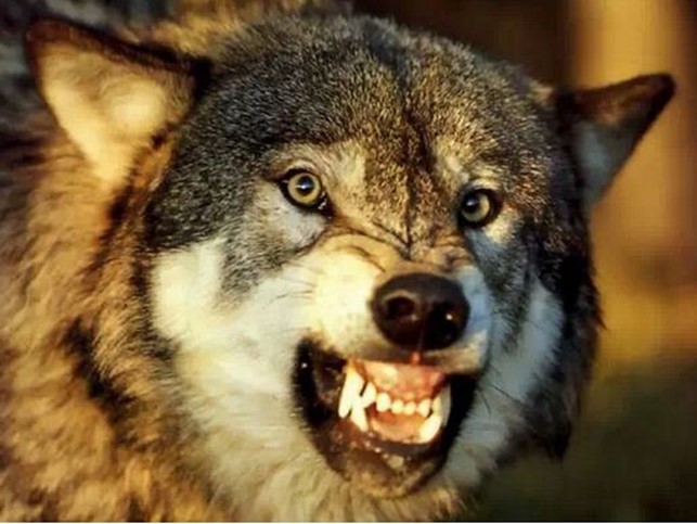 【搞笑篇与交互无关】哈士奇究竟是怎样的“神犬”？